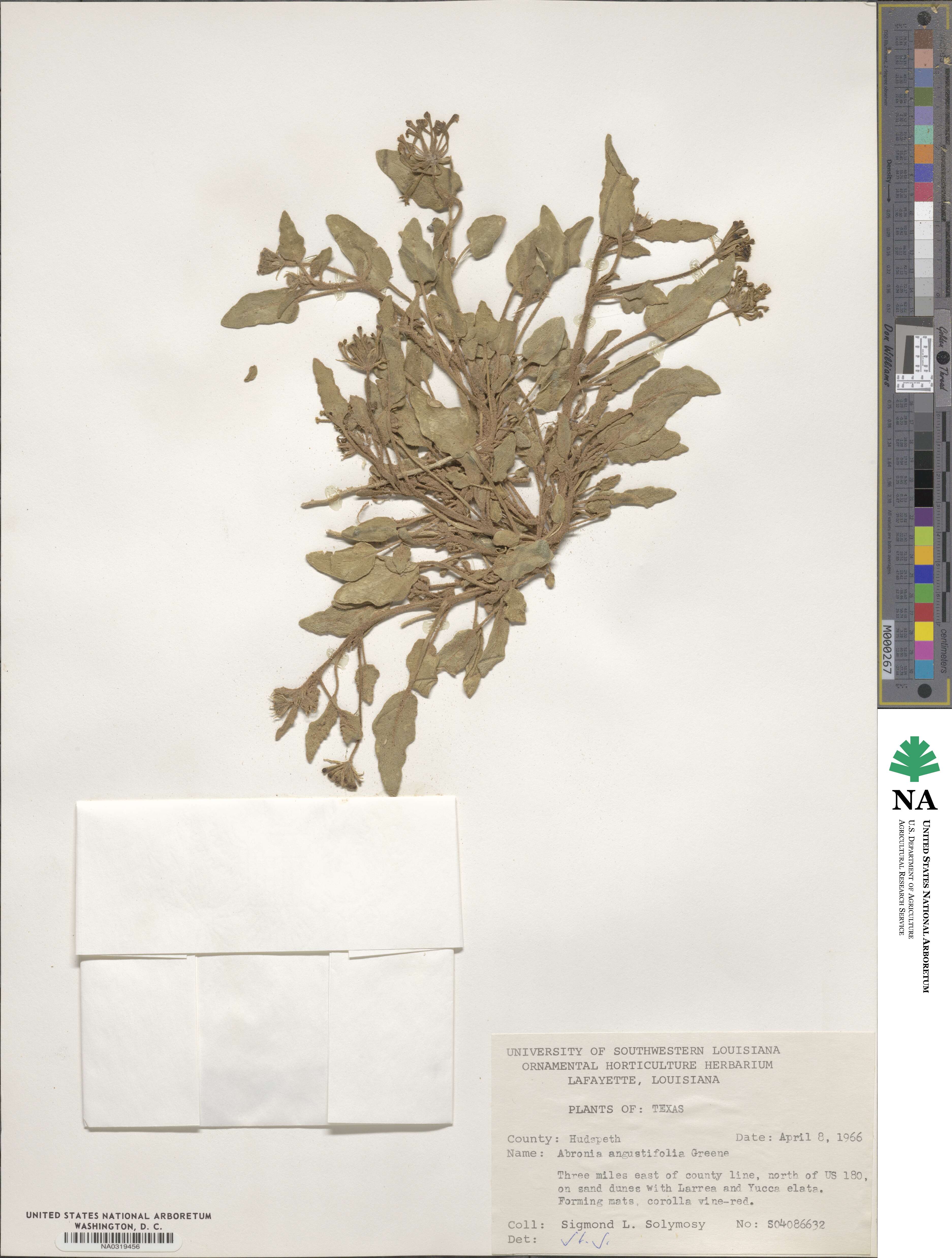 Abronia angustifolia image