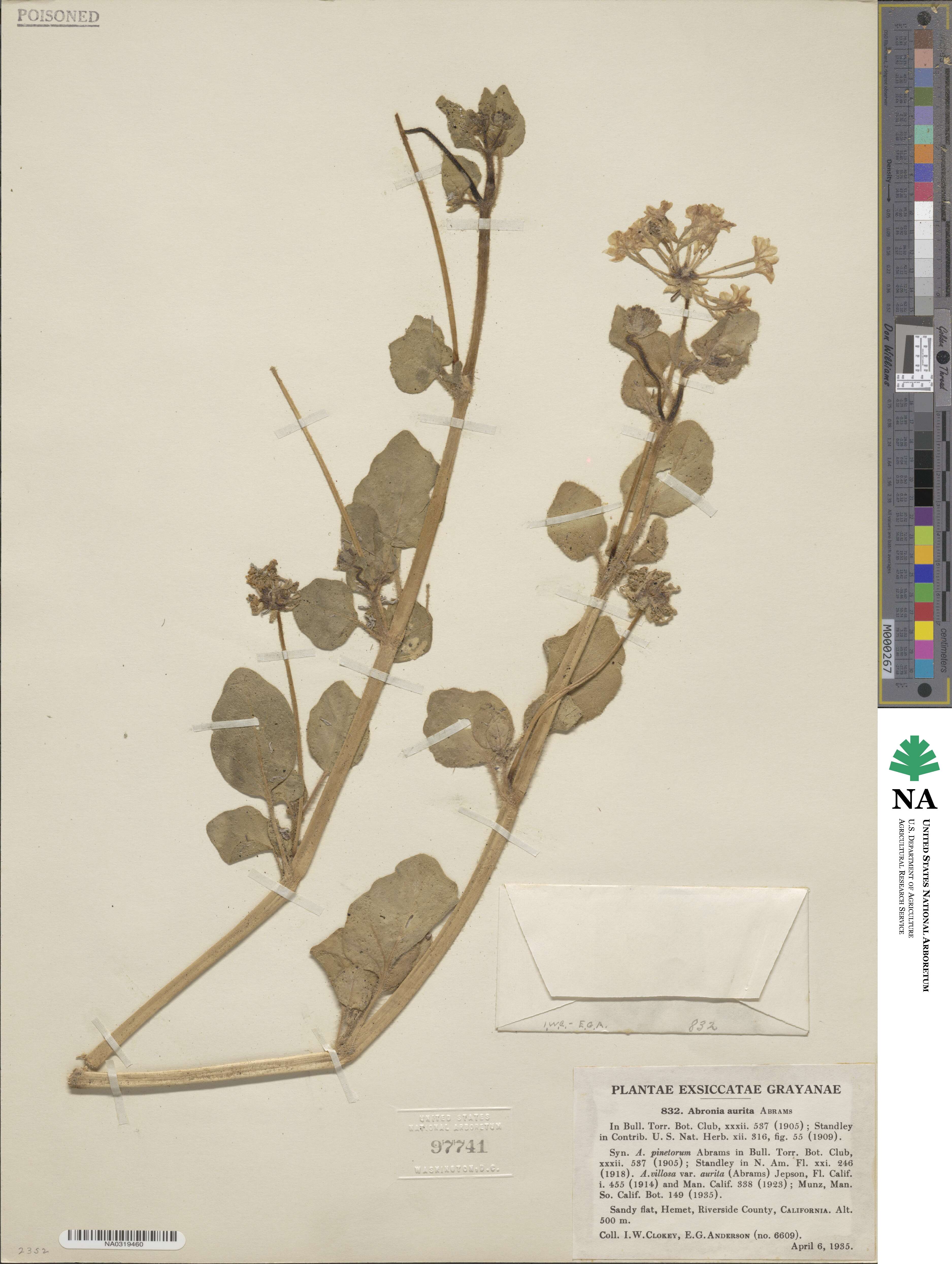 Abronia villosa var. aurita image