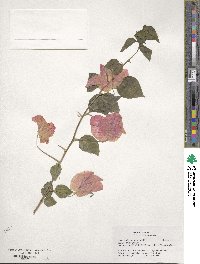 Bougainvillea spectabilis image