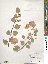 Bougainvillea spectabilis image