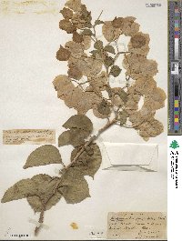 Bougainvillea spectabilis image