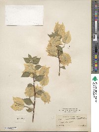 Bougainvillea spectabilis image