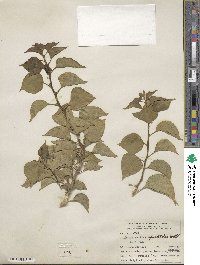 Bougainvillea spectabilis image