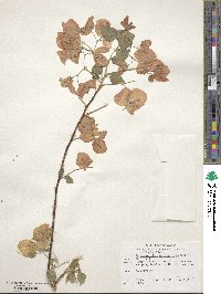 Bougainvillea spectabilis image