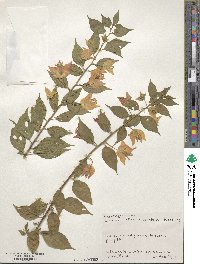 Bougainvillea spectabilis image