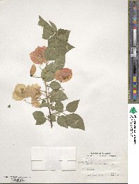 Bougainvillea spectabilis image