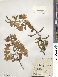 Bougainvillea spectabilis image