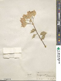 Bougainvillea spectabilis image