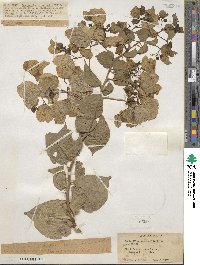 Bougainvillea spectabilis image