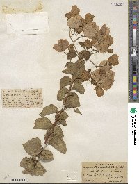 Bougainvillea spectabilis image