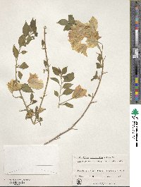 Bougainvillea spectabilis image