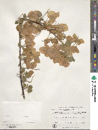 Bougainvillea spectabilis image