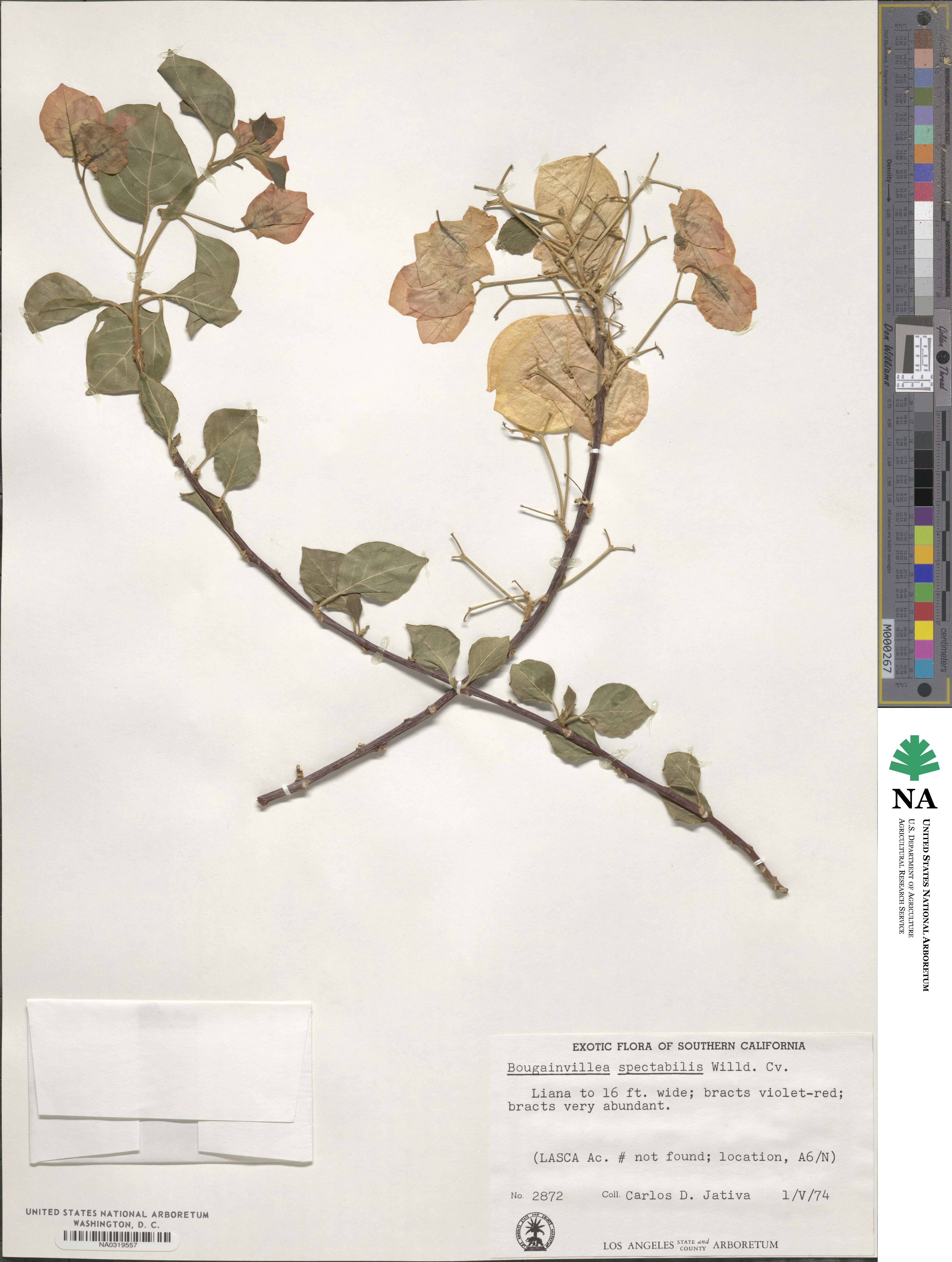 Bougainvillea spectabilis image