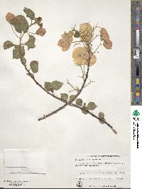 Bougainvillea spectabilis image