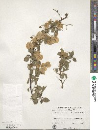 Bougainvillea spectabilis image