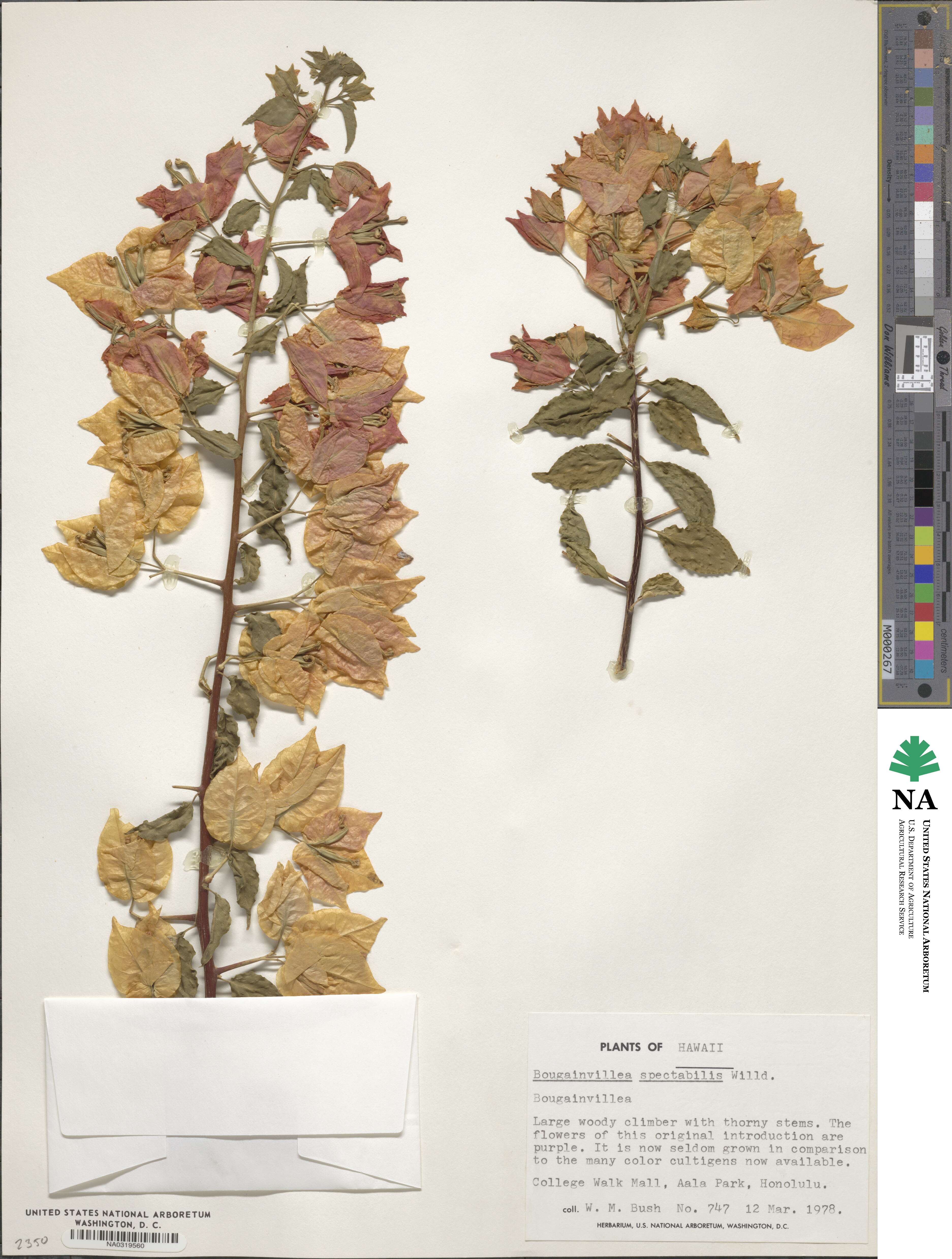 Bougainvillea spectabilis image