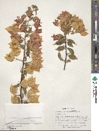 Bougainvillea spectabilis image