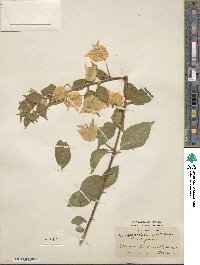 Bougainvillea spectabilis image