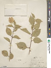 Bougainvillea spectabilis image