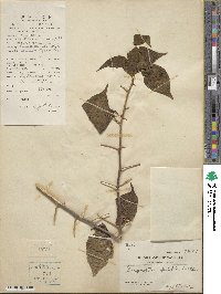 Bougainvillea spectabilis image