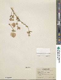 Bougainvillea spectabilis image