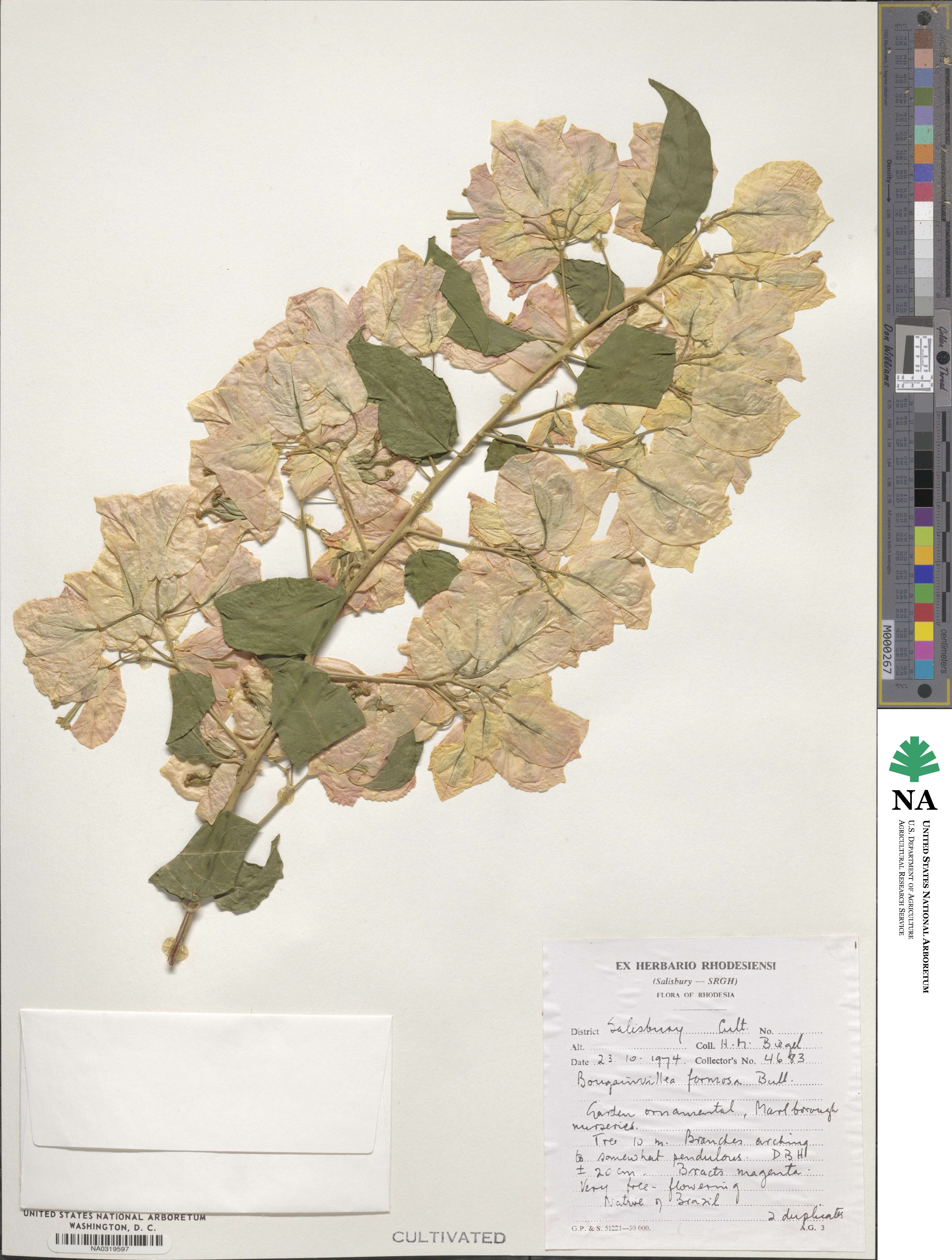 Bougainvillea glabra image