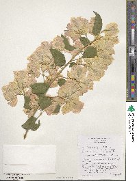 Bougainvillea glabra image