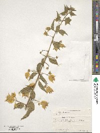 Bougainvillea glabra image