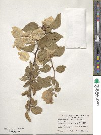 Bougainvillea glabra image