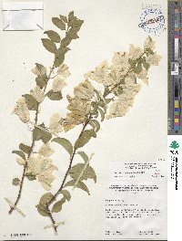 Bougainvillea glabra image