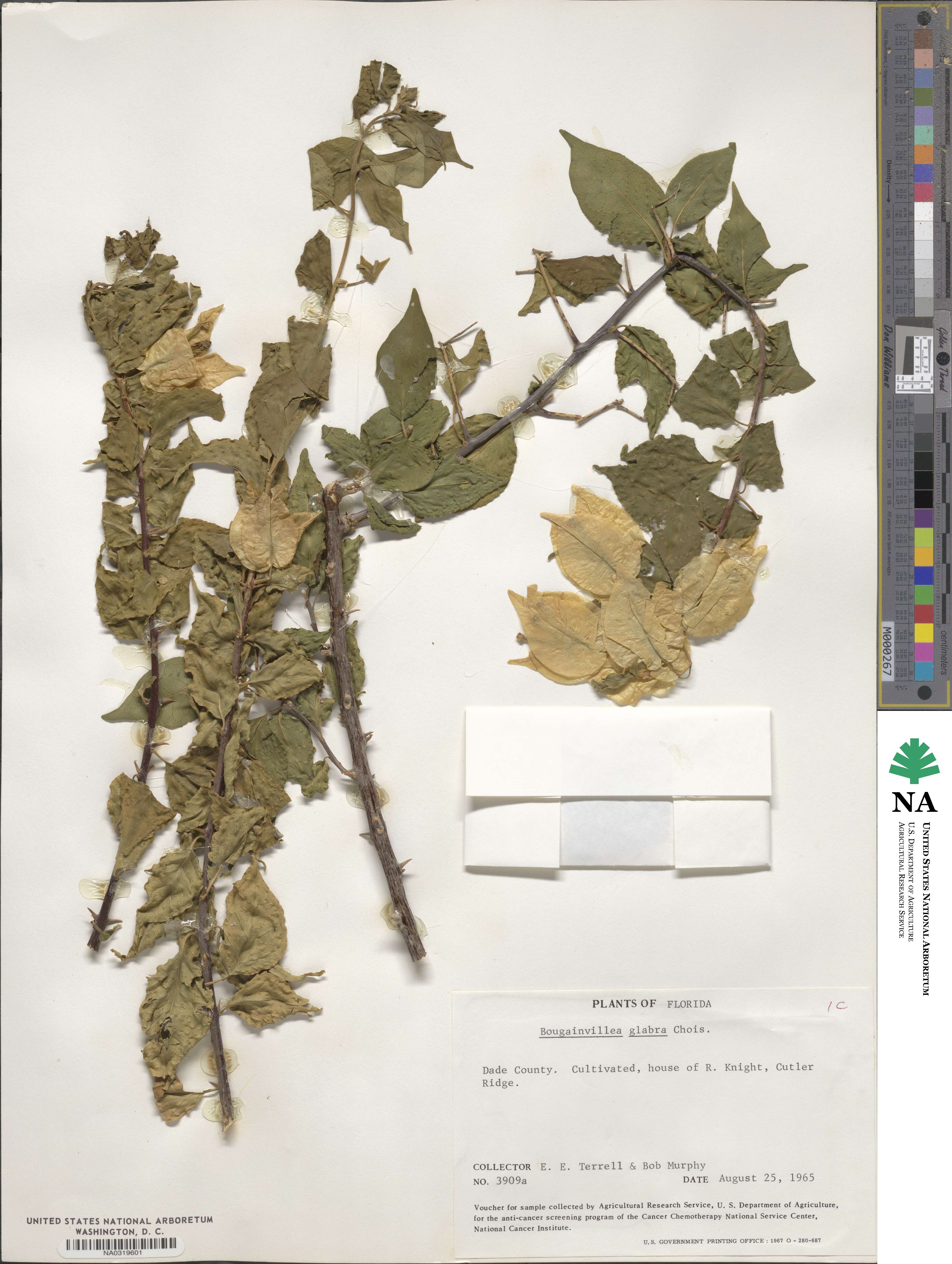 Bougainvillea glabra image