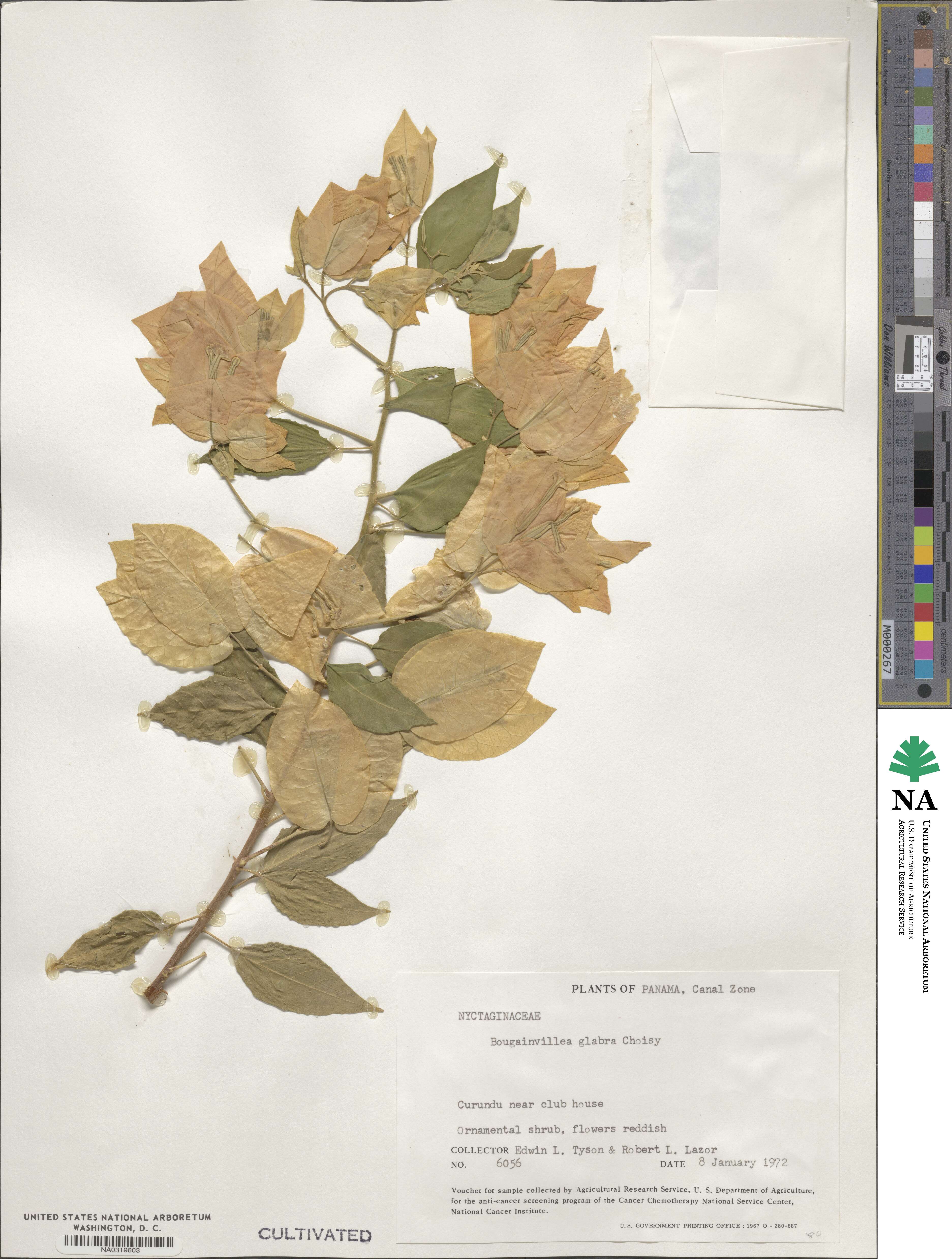 Bougainvillea glabra image