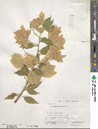 Bougainvillea glabra image