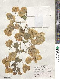 Bougainvillea glabra image