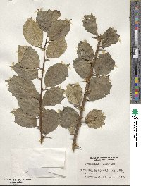 Bougainvillea glabra image