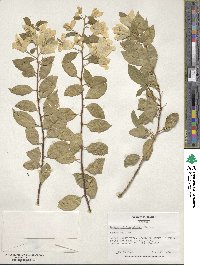 Bougainvillea glabra image