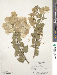 Bougainvillea glabra image