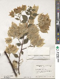 Bougainvillea glabra image