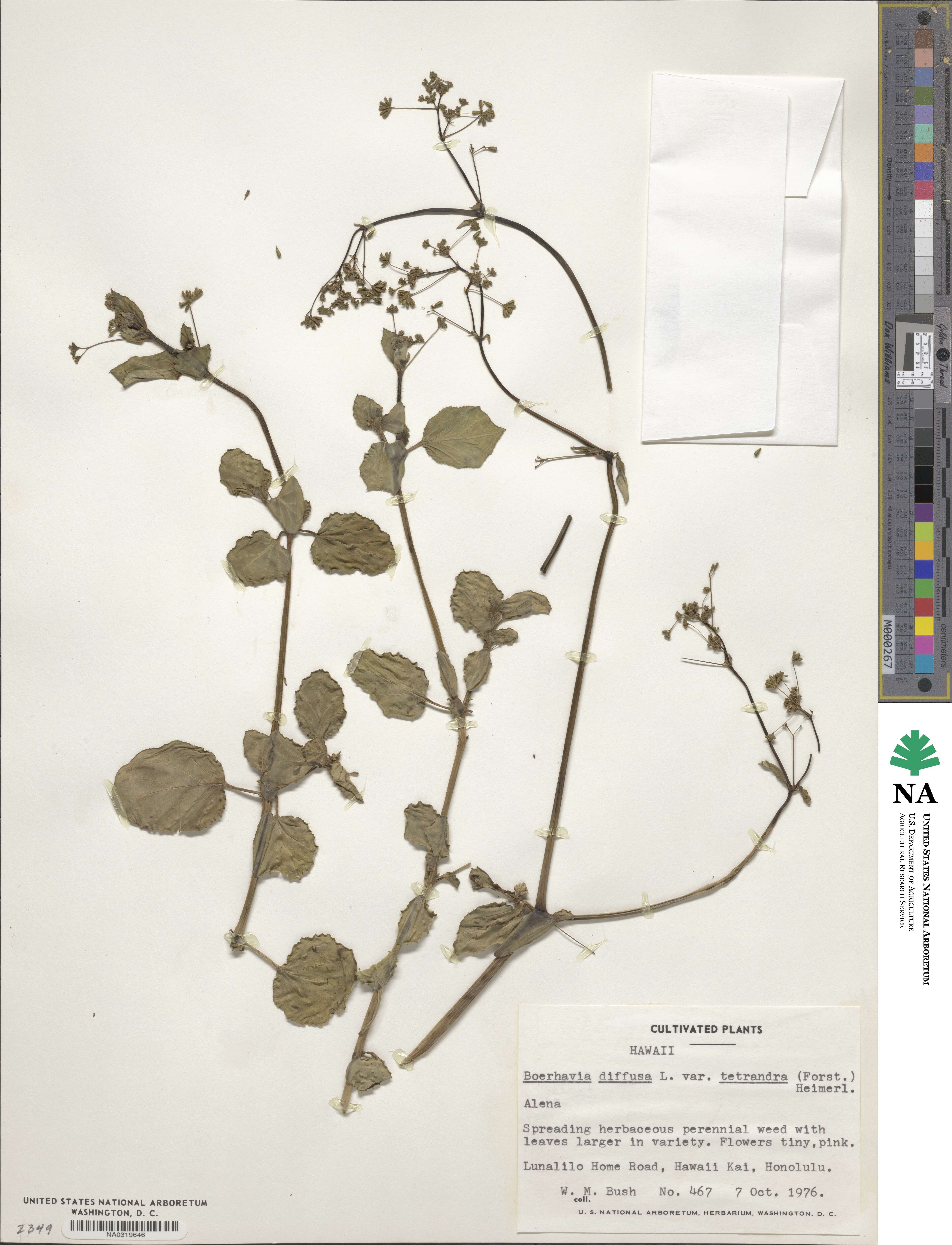 Boerhavia diffusa image