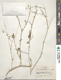 Image of Cyphomeris gypsophiloides