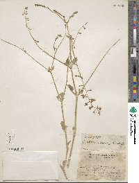 Image of Cyphomeris crassifolia