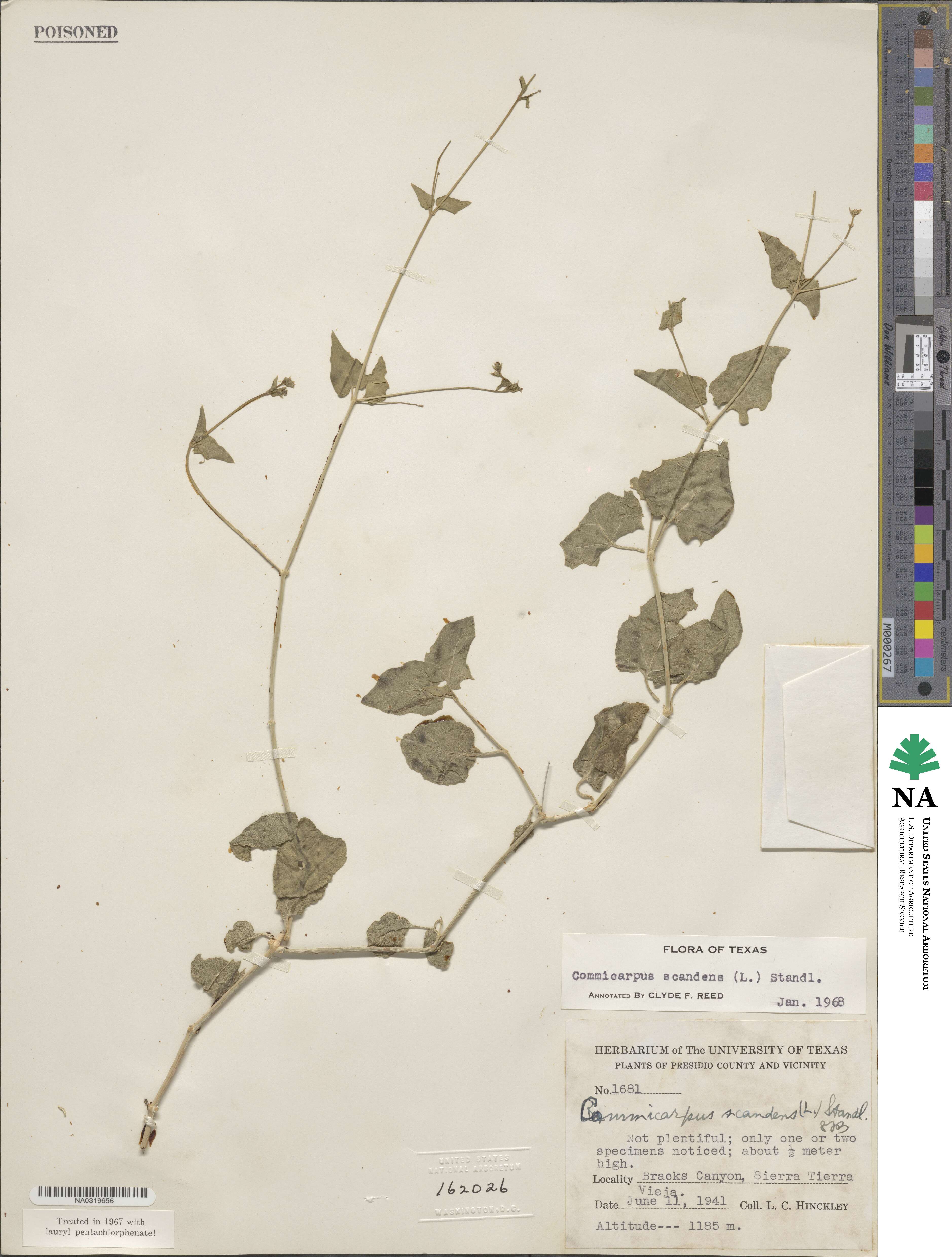 Commicarpus scandens image