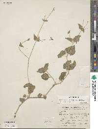 Commicarpus scandens image