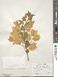 Bougainvillea spectabilis image