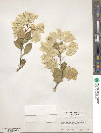 Bougainvillea glabra image