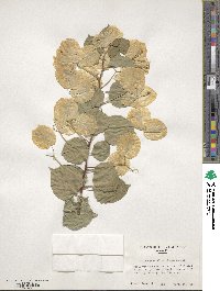 Bougainvillea glabra image