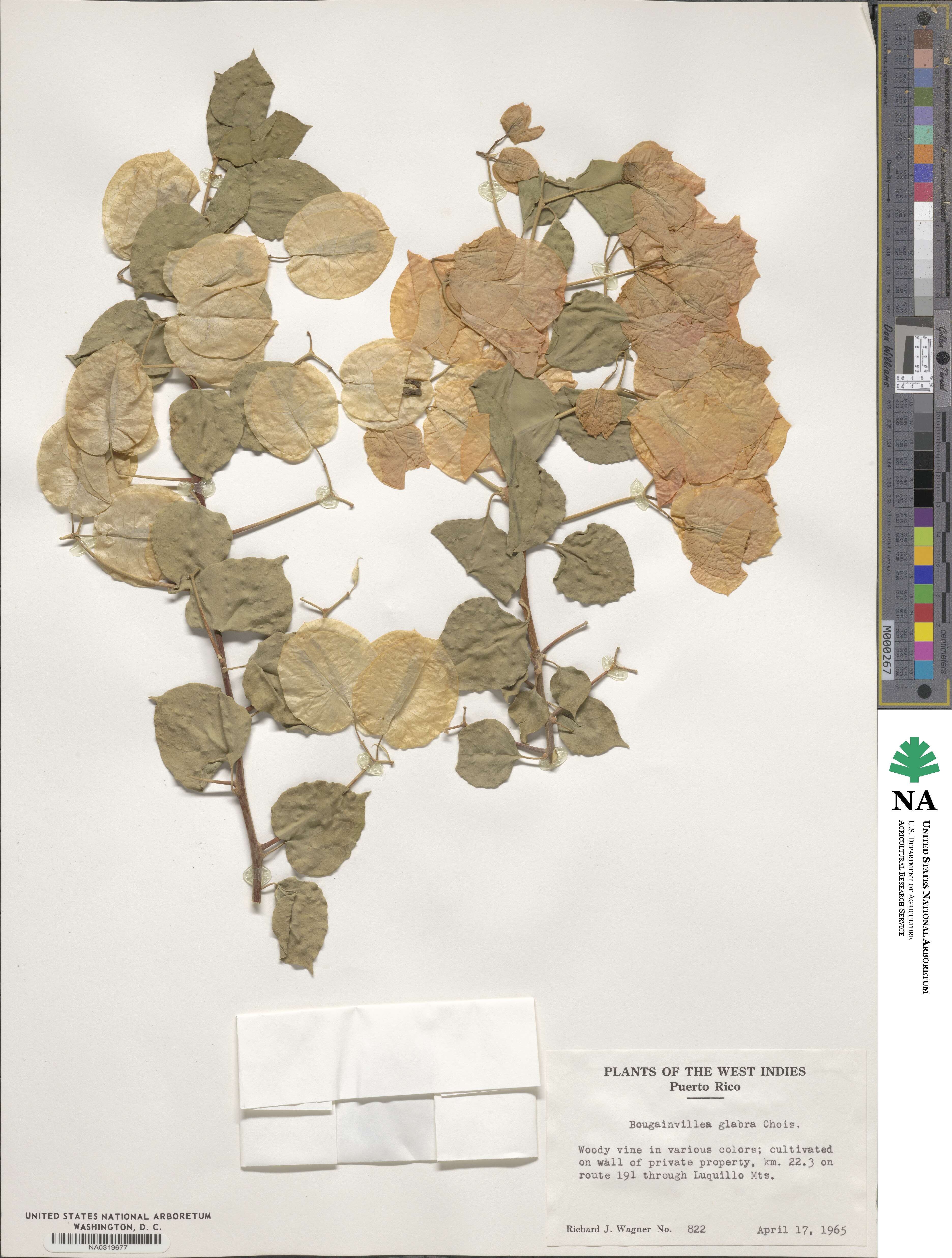 Bougainvillea glabra image