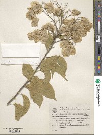 Bougainvillea glabra image