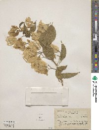 Bougainvillea glabra image