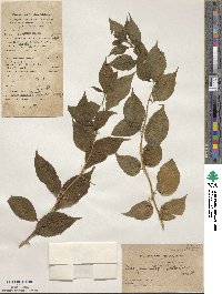 Bougainvillea spectabilis image